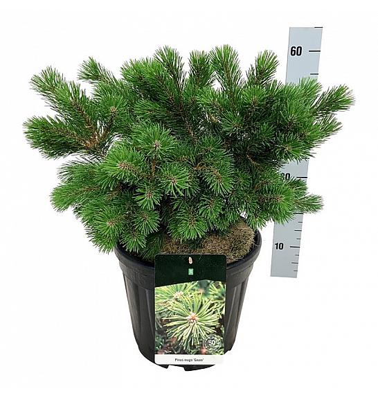 Pinus mugo Gnom C15 Lit. 30-40 cm