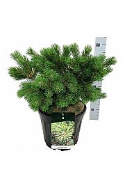 Pinus mugo Gnome C15 Lit. 30-40 cm