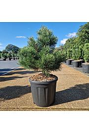 Pinus mugo Gnom C11 Lit. 40-50 cm New
