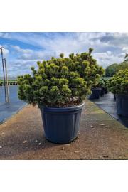 Pinus mugo Carstens Wintergold C80 Lit. 80-90 cm