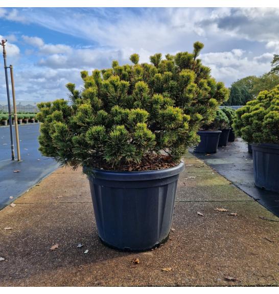 Pinus mugo Carstens Wintergold C80 Lit. 80-90 cm