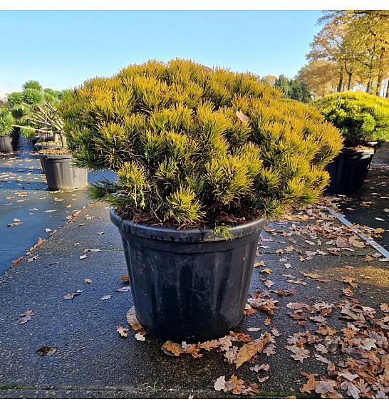 Pinus mugo Carstens Wintergold C80 Lit. 70-80 cm