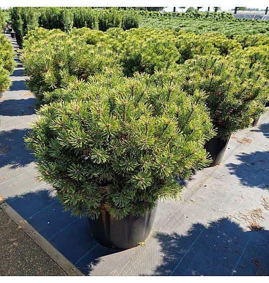 Pinus mugo Carstens Wintergold C65 Lit. 70-80 cm
