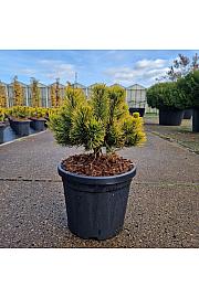 Pinus mugo Carstens Wintergold C6 Lit. 20-25 cm