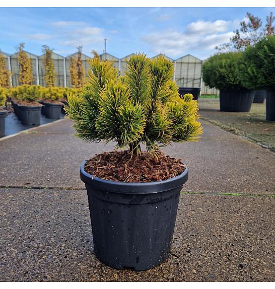 Pinus mugo Carstens Wintergold C6 Lit. 20-25 cm
