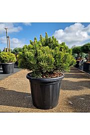 Pinus mugo Carstens Wintergold C25 Lit. 40-50 cm