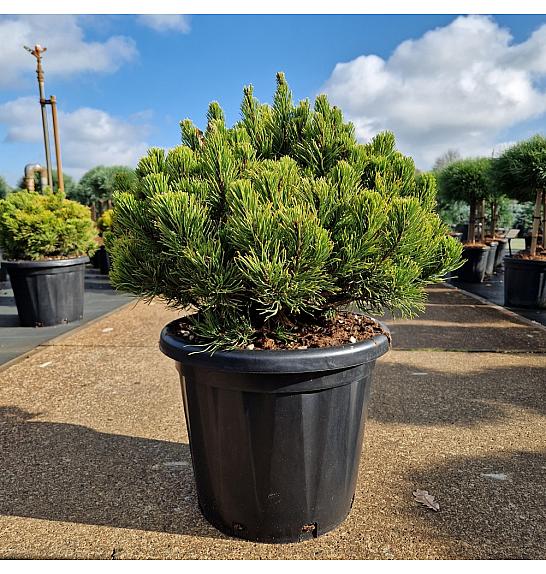 Pinus mugo Carstens Wintergold C25 Lit. 40-50 cm
