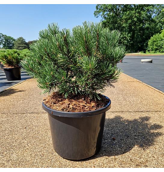 Pinus mugo Carstens Wintergold C12 Lit. 30-40 cm