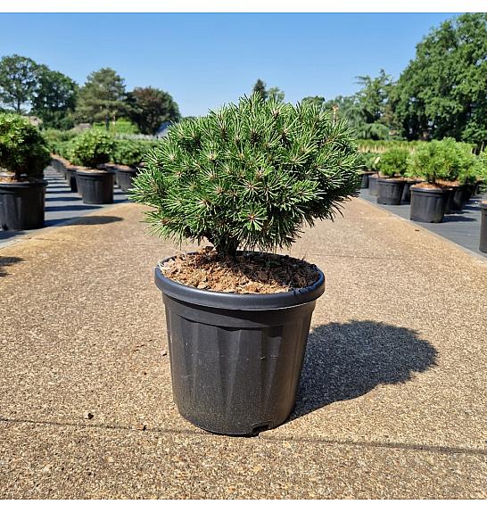 Pinus mugo Benjamin C8 Lit. 25-30 cm