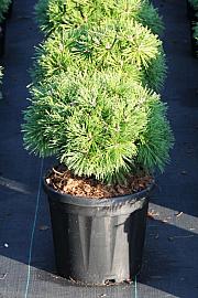 Pinus mugo Benjamin C8 Lit. 20-30 cm