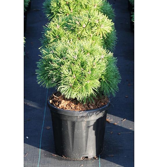 Pinus mugo Benjamin C8 Lit. 20-30 cm