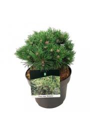 Pinus mugo Benjamin C15 Lit. 30-40 cm