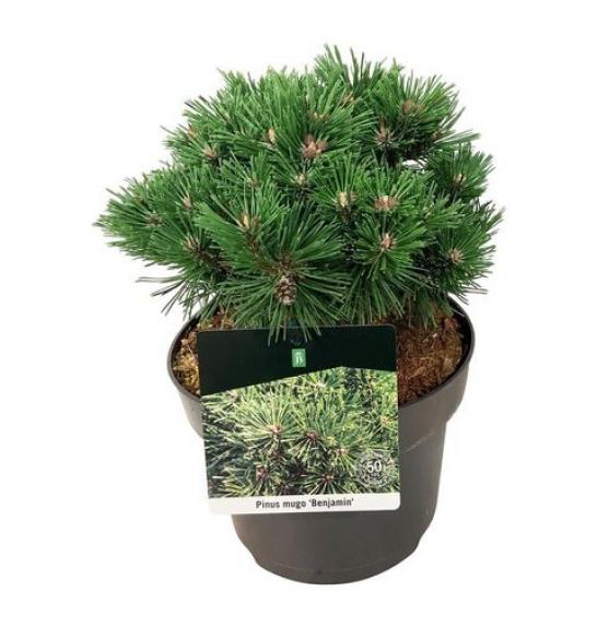 Pinus mugo Benjamin C15 Lit. 30-40 cm