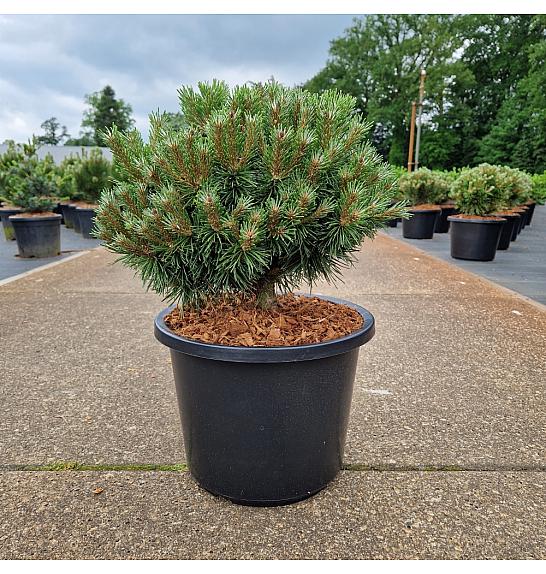 Pinus mugo Benjamin C12 Lit. 30-35 cm Krogla
