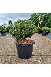 Pinus mugo Benjamin C12 Lit. 30-35 cm