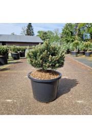Pinus mugo Sherwood Compact C12 Lit. 35-40 cm