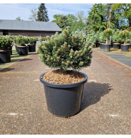 Pinus mugo Sherwood Compact C12 Lit. 35-40 cm