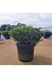 Pinus mugo Pumilio C12 Lit. 30-40 cm