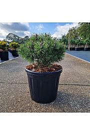 Pinus mugo Mops C8 Lit. 25-30 cm new