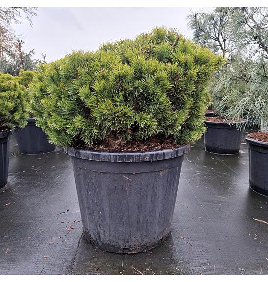 Pinus mugo Mops C110 Lit. 80-100 cm