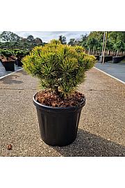 Pinus mugo Carsten s Wintergold C8 Lit. 25-30 cm
