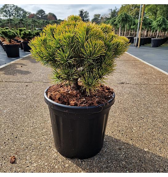 Pinus mugo Carsten s Wintergold C8 Lit. 25-30 cm