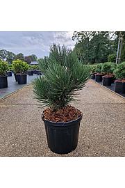 Pinus leucodermis Malinkii C8 Lit. 30-40 cm