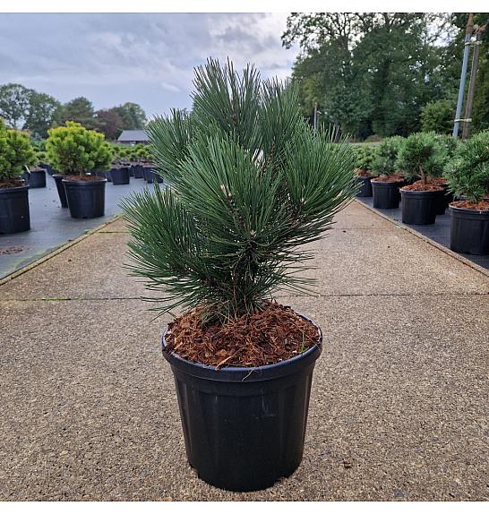 Pinus leucodermis Malinkii C8 Lit. 30-40 cm