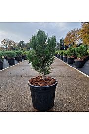 Pinus leucodermis Malinki C8 Lit. 35-40 cm