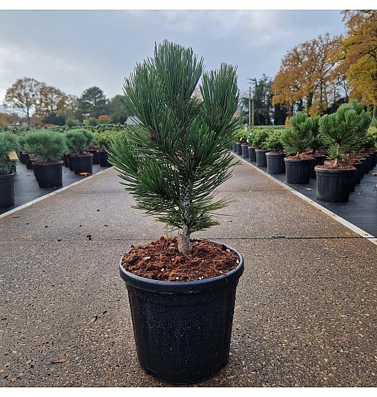 Pinus leucodermis Malinki C8 Lit. 35-40 cm
