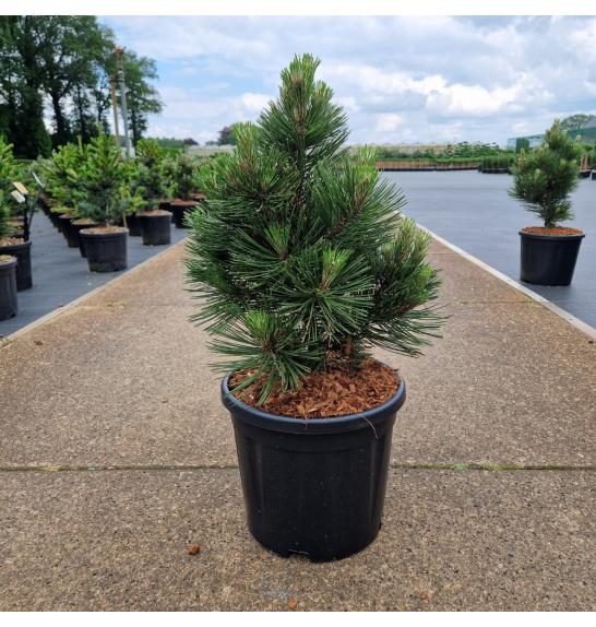 Pinus leucodermis Malinki C11 Lit. 40-50 cm