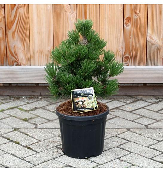 Pinus leucodermis Irish Bell C11 Lit. 35-40 cm