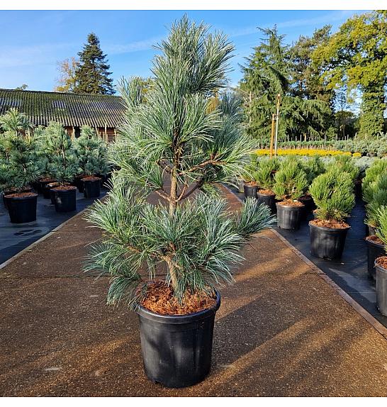 Pinus koraiensis Silveray C18 Lit. 60-80 cm