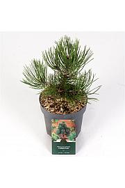 Pinus heldreichii Compact Gem C2.5 Lit. 25-30 cm
