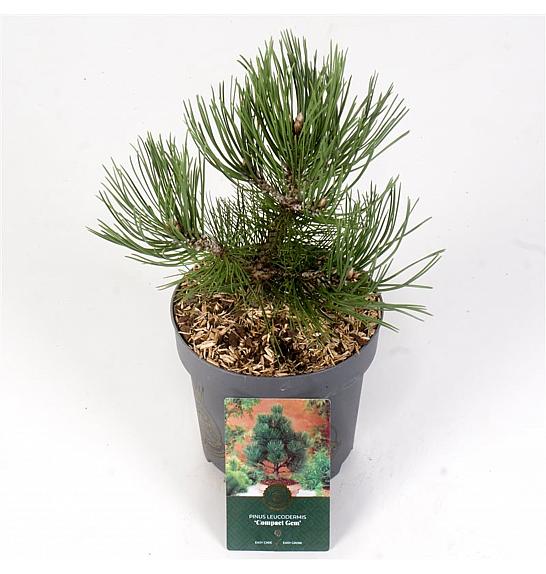 Pinus heldreichii Compact Gem C2.5 Lit. 25-30 cm