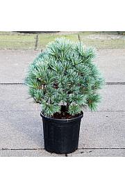 Pinus flexilis Pygmaea C18 Lit. 50-60 cm