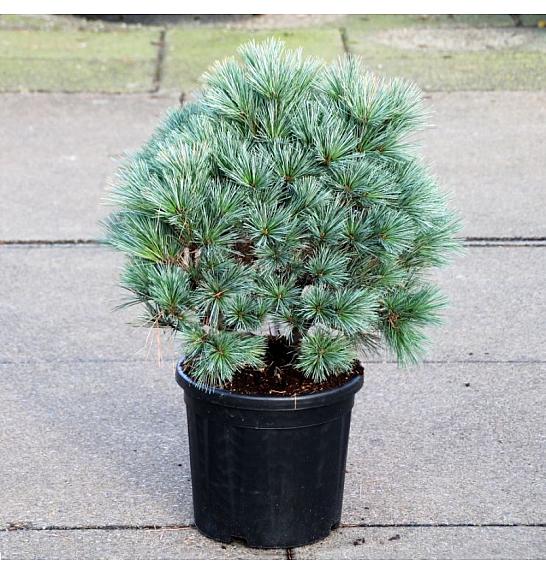 Pinus flexilis Pygmaea C18 Lit. 50-60 cm