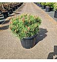 Pinus densiflora Jane Kluis C25 Lit. 50-60 cm
