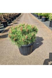 Pinus densiflora Jane Kluis C25 Lit. 50-60 cm