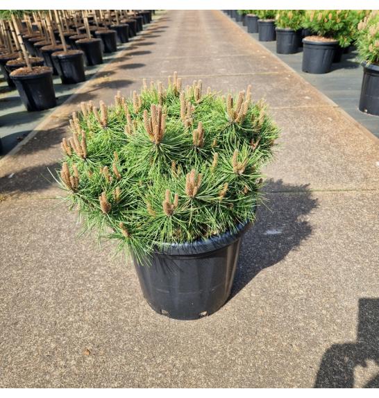 Pinus densiflora Jane Kluis C25 Lit. 50-60 cm