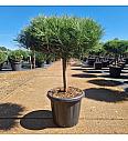 Pinus densiflora Alice Verkade C25 Lit. Na steblu 40 cm Krošnja 50 cm
