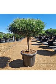 Pinus densiflora Alice Verkade C25 Lit. Na steblu 40 cm Krošnja 50 cm
