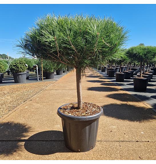 Pinus densiflora Alice Verkade C25 Lit. Na steblu 40 cm Krošnja 50 cm