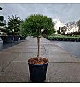 Pinus densiflora Alice Verkade C20 Lit. Na steblu 40 cm Krošnja 50 cm