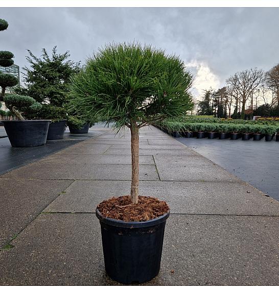 Pinus densiflora Alice Verkade C20 Lit. Na steblu 40 cm Krošnja 50 cm