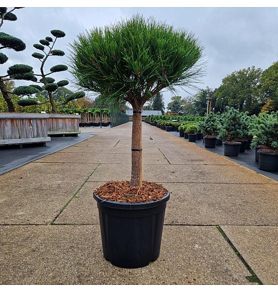 Pinus densiflora Alice Verkade C20 Lit. Na steblu 40 cm Krošnja 40 cm