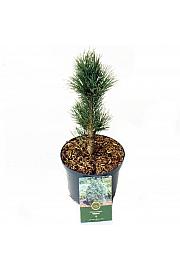 Pinus cembra Glauca C2.5 Lit. 15-20 cm
