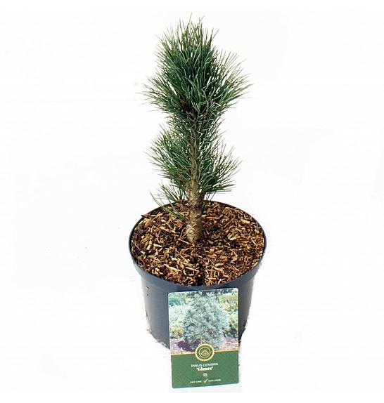 Pinus cembra Glauca C2.5 Lit. 15-20 cm