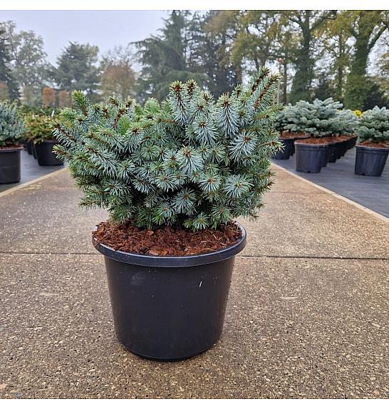 Picea sitchensis Silberzwerg C12 Lit. 30-35 cm