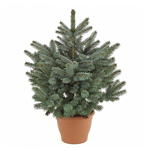 Picea pungens Super Blue C7,5 Lit. 40-50 cm